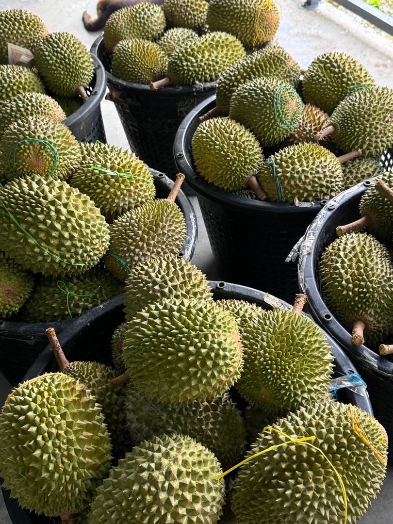 Pahang Raub Mountain AAA Musang King