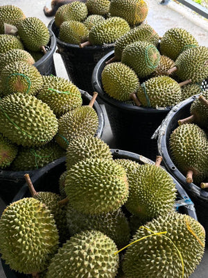 Pahang Raub Mountain AAA Musang King